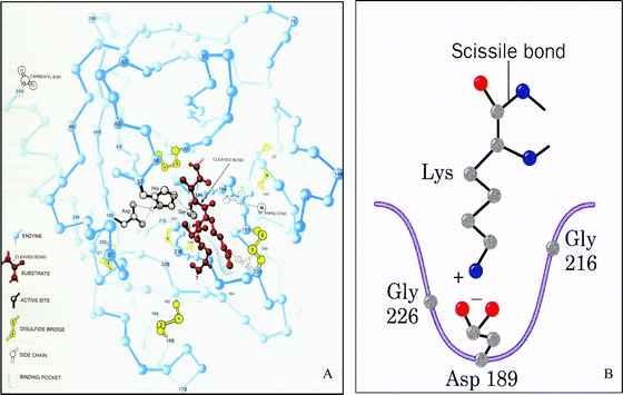 Representation set of the serine protease trypsin interacting with a peptide. (A) Representation of the backbone of trypsin interacting with the peptide substrate. The active site, binding pocket, and disulfide bonds are additionally labeled. From Chemistry: The Molecular Nature of Matter and Change, 4th Ed. (p.709), by M. S. Silberberg, 2006, New York, NY: McGraw Hill. Illustration by Irving Geis. Rights owned by Howard Hughes Medical Institute. Not to be used without permission. (B) Representation of the specificity pocket of trypsin interacting with the substrate. From Fundamentals of Biochemistry: Life at the Molecular Level, 3rd Ed (p. 351), by, D. Voet, J. G. Voet, C. W. Pratt, 2008, Hoboken, NJ: John Wiley & Sons, Inc. Copyright 2008 by D. Voet, J. G. Voet, C. W. Pratt. Reprinted with permission of John Wiley & Sons, Inc.