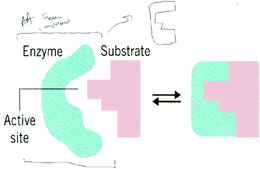 Todd's adaptation to the induced fit representation. An addition of an additional molecule was needed by Todd to understand the conformation change.