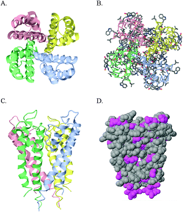 Renderings of the potassium ion channel: A. Ribbon diagram top view down the channel; B. Wireframe diagram top view; C. Ribbon diagram side view; D. Hydrophobic [gray]/hydrophilic [purple] surface side view.