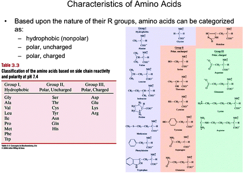 
            Dual montage from the first year biochemistry course displaying a table (symbolic) classifying the amino acids based upon chemical behavior using their three letter codes, and the particulate representations of the amino acids (Boyer, 2005). This material is reproduced with permission of John Wiley & Sons, Inc.