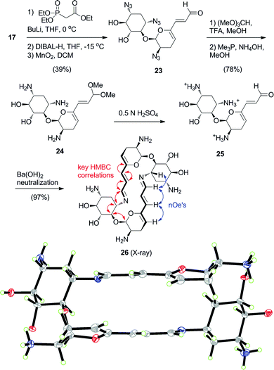 Synthesis and self-assembly of 20-membered macrocyclic analog 26 (ORTEP at 30% probability level). Red and blue arrows indicate key HMBC and nOe correlations, respectively.