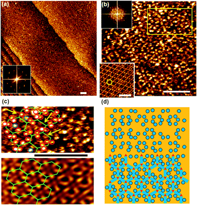 
            STM images of (Ad-S)2–PTCDI and melamine co-deposited on Au(111) from DMF solution. Iset = 15 pA, Vbias = 680 mV. All scale bars 10 nm. a,b) Large-scale (a) and high resolution images (b). Fourier transforms are shown as insets. For comparison a PTCDI-melamine network is shown in the lower left corner of b). c) Enlarged section of surface marked by the rectangle in b), showing data as acquired (top) and Fourier filtered (bottom). d) Model of the bimolecular network formed by (Ad-S)2–PTCDI and melamine with some adamantyl units missing. The apparent lack of order is illustrated in the top half where the PTCDI and melamine units have been omitted.