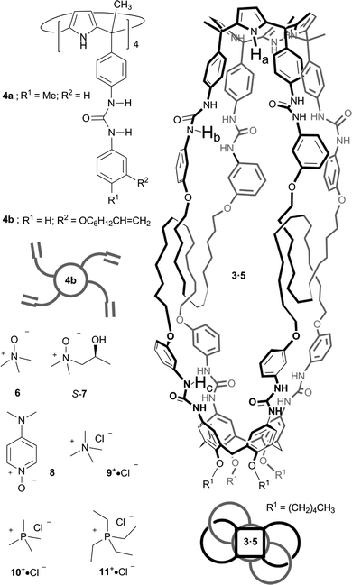 Line drawing structures of aryl extended tetra-urea calix[4]pyrroles 4a and 4b, bis[2]catenane 3·5 and the guests used in this study.