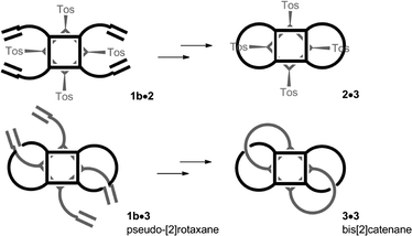 Template syntheses of bis-loop 3 starting form heterodimeric capsule 1b·2 and bis[2]catenane 3·3 starting from pseudo-[2]rotaxane homodimer 1b·3.13