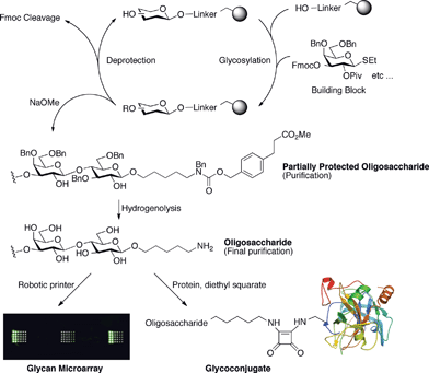 Overview of the fully-automated solid-phase oligosaccharide synthesis work flow. Building blocks are incorporated on the growing solid-support-bound structure in an iterative fashion. The assembled oligosaccharide is cleaved from the support in a form that is easily deprotected following a purification step. The final structure displays a spacer functionalized with a reactive amine that can be used to conjugate to proteins or microarrays.