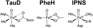 Putative oxoiron(iv) intermediates from members of the 2-His-1-carboxylate facial triad superfamily of mononuclear non-heme iron enzymes.