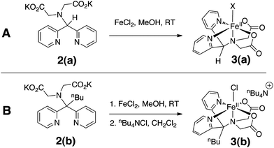 Synthesis of [FeII(P2DA)] complexes 3(a) and 3(b).