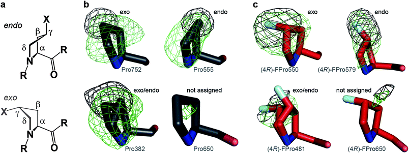 Determination of prolyl ring puckering applying simulated annealing omit maps, mFo-DFc, at 3σ for all side chain atoms (green) or only Cγ (and F) (black). a) Endo and exo puckering of (4R)-FPro (X = F) and Pro (X = H), respectively. The four atoms Cα, Cβ, Cδ and N constitute one plane and Cγ is puckered out of plane (envelope). b) Exemplary Pro residues and c) exemplary (4R)-FPro residues displaying exo or endo puckerings or two alternative conformations. Pro650 and (4R)-FPro650 were not considered for further interpretations as sufficient electron density is missing.