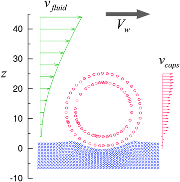 The regime of steady rolling. The velocity profiles of fluid, vfluid, and capsule, vcaps, and the configuration of the capsule (circles) and substrate (crosses) correspond to the middle of the simulation run (3) in Fig. 3 at t = 1.1 × 106 ΔtLBM = 2.4−10.