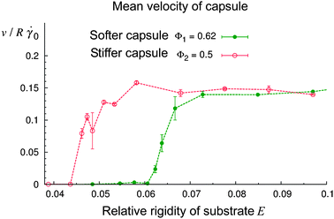 Effect of the relative compliance of the substrate, E = Esub/Ecap, on the velocity of rolling motion of the capsule at the capsule rigidity of Φ1 = 0.62 (softer capsule) and Φ2 = 0.5 (stiffer capsule). The results shown were obtained at  = 0.150 and koff/0 = 7.6. The data points were obtained by averaging the velocity over the last three-fourths of the simulation time.