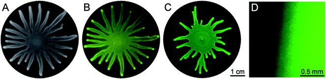 Swarming by Pseudomonas aeruginosa. A: swarmed state, visible light, B: swarmed state, GFP filter shows autofluorescence = cell density, C: swarmed state, GFP filter shows PrhlA activity = rhamnolipid production, D: zoom of swarmed state, GFP filter shows PrhlA activity = rhamnolipid production.