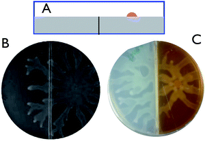 Swarming over a barrier. A: schematic cartoon of the dishes with an insert in the agar (side view). The colony was spot inoculated on the right. B: swarmed state, bright field image showing dendrils going over the barrier. C: swarmed state, the right hand element was colored with a food dye.