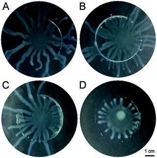 Inhibition of swarming. A–D: swarming can be inhibited by a exogeneously added biosurfactant. A: control; B–D: increasing concentrations of rhamnolipids were added in a circular pattern (concentration relative to the in vivo one: B:1/100, C:1/10; D:1/1).