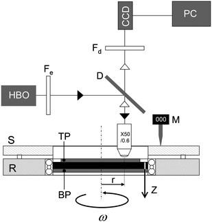 Schematic of the experimental setup. The optical part is composed of a HBO lamp, an emission filter Fe, a dichroic mirror D, a microscope lens 50×, and a detection filter Fd. S and R denote the stator and the rotor of the shearing stage, respectively. The microgel suspensions and the emulsion are sheared between a fixed plate at the top (TP) and a mobile plate at the bottom (BP), which rotates at angular velocity ω. M is a digital mechanical sensor. The origin of the vertical axis (z = 0) is located on the top plate. The observation position is at a distance r = 7.5 mm from the centre of rotation.