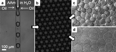 Droplet-based microfluidic production of pAAm microgels. (A) A PDMS-based microfluidic device with a cross-junction channel is used to form monodisperse pre-microgel droplets of an aqueous solution of AAm, BIS, and APS. The continuous phase is a fluorocarbon oil that contains a surfactant and TEMED. Right after droplet formation, TEMED penetrates into the droplets and triggers their free-radical gelation. (B) Pre-microgel emulsion obtained from the experiment shown in panel (A). After complete gelation (12 hours at room temperature), the microgel particles are isolated from the oil phase and suspended in water, where they swell to their equilibrium size dependent on their degree of cross-linking. (C) Aqueous microgel suspension with particles cross-linked with 10% BIS. (D) Aqueous microgel suspension with particles cross-linked with 1% BIS. All micrographs are recorded at room temperature. The scale bar denotes 100 micrometres and applies to all panels.