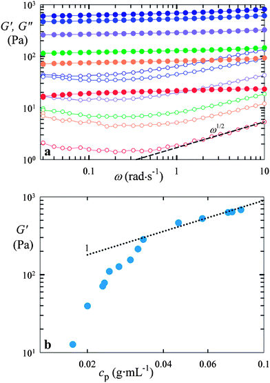 Rheological behavior of a suspension of colloidal-scale p(NIPAAm-co-AAc) microgels cross-linked with 1 wt% BIS. (a) Selected frequency sweeps of the elastic (G′, full symbols) and viscous (G′′, open symbols) part of the complex shear modulus at increasing particle compression, and hence, increasing polymer concentration (from bottom to top). The dashed line represents the power ½ scaling prediction. (b) G′ (ω = 1 rad s−1) as a function of the polymer concentration in the microgel suspension, cp. The dotted line represents a fit of the upper part of the dataset to the scaling prediction according to the theory of rubber elasticity, G ≈ G′ ∼ (cp/N) kBT.20