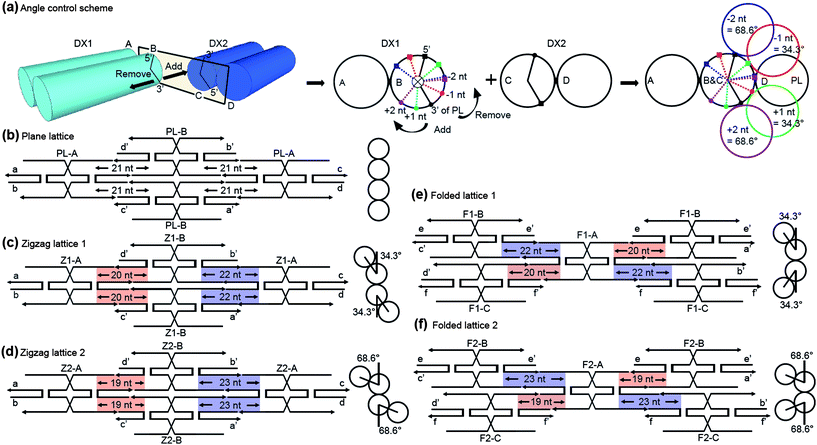 
          DNA
          nanostructure design by an angle control scheme (ACS). (a) Isometric (left) and front views (right) of two adjacent double crossover (DX) tiles, DX1 and DX2. When a number of nucleotides is added or removed within the sticky-end region of duplex B, the adjacent DX2 tile is rotated by an angle of 34.3° × N in the clockwise, counter-clockwise direction, respectively. (b–f) Planar figures of various DNA nanostructures made by the ACS; Plane lattice (PL) (b), Zigzag lattices (ZLs) (c and d), Folded lattices (FLs) (e and f), respectively. The PL and ZLs are fabricated by continuous attachment between two different tiles, whereas the FLs consists of three tiles. The blue and red regions represent the nucleotide manipulated sites and side views of each DNA nanostructure are given beside the illustrations.