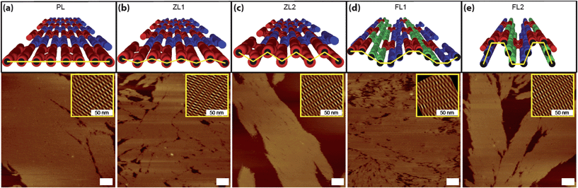 
          AFM characterization of ACS-based DNA nanostructures. (a–e) Schematic diagrams and their corresponding AFM images of PL (a), ZL1 (b), ZL2 (c), FL1 (d), FL2 (e), respectively. The insets are noise-filtered reconstructed images by fast Fourier transform showing the periodicity of the crystals. Scale bars are 100 nm unless otherwise noted.