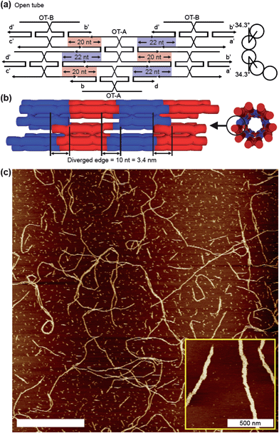 Open tube (OT) structure and its analyses. (a and b) Planar figure and schematic diagram of the OT structure with side views. In contrast with FL structures, there is no nucleotide compensation. This leads to an offset (∼3.4 nm) in both edges of the OT structure thus preventing the structure from forming closed tubes. (c) AFM image of the OT structure. AFM image exhibits dramatically different structures compared with 2D lattice nanostructures. This implies that the ACS design was successful in all the ACS-based DNA nanostructures. The scale bar in the main image is 5 μm.