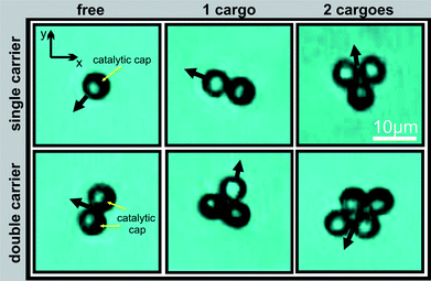 Janus micro-motors with Pt caps (carriers) loading the inert polystyrene beads (cargo) for transportation. From left to right, top row: single free carrier, loaded with one and two cargo particles, respectively. Bottom row: double carrier in similar configurations. Dark regions on the spheres (marked by the yellow arrows) correspond to the Pt catalytic cap. The black arrows indicate the momentary direction of motion.