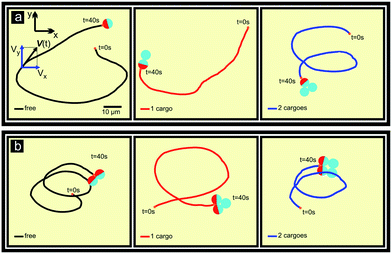 Recorded trajectories of Janus carriers transporting cargoes according to the configurations shown in Fig. 1. Fuel: 10% v/v H2O2. The red areas in the schematic drawing of the particles depict the Pt covered caps of the carriers. A slight misalignment of the carriers is indicated in (b) (see Fig. 4 and discussion in the main text).