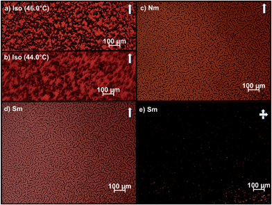 POM images of 15 wt% Au of AuNPs dispersed in 8CB. Insoluble aggregates present in the isotropic phase (a) disperse when approaching the clearing point (b) resulting in the formation of a tight network in the nematic (c) and smectic (d–e) phases. (single arrow = parallel polars; crossed arrows = crossed polars; scale bars = 100μm).