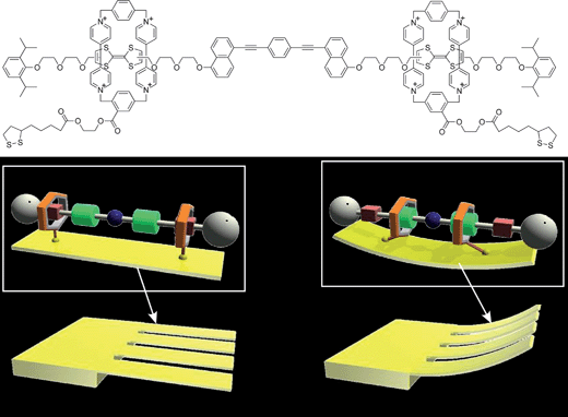 Molecular machine immobilized on a surface. In this example, molecular shuttle motion induces bending of the molecules' substrate (an AFM cantilever).