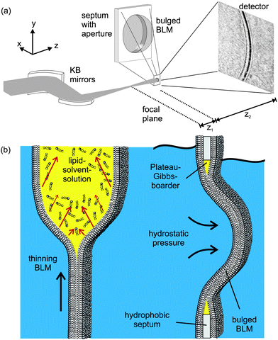 (a) Experimental setup: a highly focused X-ray beam coherently illuminates a spherically bulged black lipid membrane (BLM), spanning a micro-machined hole in the septum, located in the object plane at a controllable distance z1 downstream from the focal plane of the KB-mirror. The image is formed by free propagation of the wave field behind the sample over a distance z2 to the detector, where the intensity I(x) of the diffraction profile is recorded. (b) Schematic of the formation and bulging process of a BLM. Organic solvent, used to dissolve the lipid molecules, diffuses towards the outer rim of the aperture in the hydrophobic septum supporting the membrane. The BLM starts to thin until the two monolayers at the oil–water interfaces approach to finally form a bilayer lipid membrane. Application of hydrostatic pressure to one side of the BLM leads to the bulging of the interface.