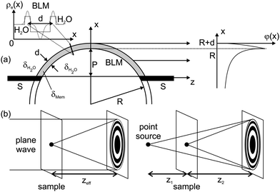 (a) The bulged BLM can be modelled in the simplest approach by an constant electron density ρe(x) across the hydrophobic membrane thickness d. In line with experimental observation, the BLM is sketched as a spherically bulged slab with radius R. The phase shift φ(x) is calculated from the refractive index difference (contrast) Δδ between the BLM δMem, and the surrounding water δH2O. It is subsequently projected along the z-axis onto the exit plane behind the membrane. (b) According to the Fresnel scaling theorem, the diffraction image recorded with a point-source is equivalent to a magnified image of the wave field recorded with parallel beam illumination at an effective focal distance zeff = z1z2/(z1 + z2).