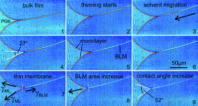 Image series of the “zipper-like” effect, which occurs during the transformation from a bulk film (1) to a bimolecular membrane (7). The migration of solvent (2–6) and the change in contact angle between the lipid monolayers and the BLM (4,9) is shown. See text for details.
