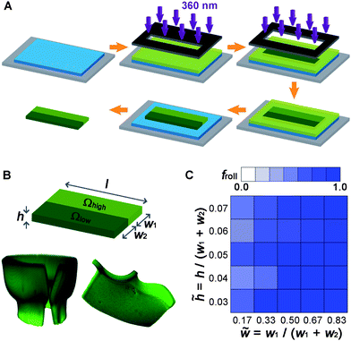 Thermally Responsive Rolling Of Thin Gel Strips With Discrete Variations In Swelling Soft Matter Rsc Publishing Doi 10 1039 C2sme