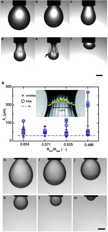 Drops larger than the capillary length: interface morphology of drops with and without interfacial shear elasticity. (a–f) Formation of wrinkles and multiple bag structures on interfaces with dominant interfacial shear elasticity (G′ > G′′ > 0): evolution of a drop of β-ionone immersed in a solution of Acacia gum upon compression externally driven by negative pressure in the syringe. The wrinkles on the drop surface are characteristic of interfaces with high shear elasticity. An intact, free-standing biopolymer film is left behind by the delaminating oil drop (see arrow). (g) Analysis of interface wrinkles. An intensity profile obtained by image analysis is overlaid on the zoomed necking region of a drop; the minimum drop radius is 0.447 mm (left). Wrinkle wavelength distributions in the form of box plots for four different compression states of the same drop; the ratio of the minimum (Rmin) and maximum (Rmax) radii indicates the curvature at the neck of the drop. For narrow necks (Rmin/Rmax < 0.55), several folds with much longer wavelengths form, plotted as circles in the λi distribution. The dashed line indicates the calculated value λc = 31 μm. (h–k) Compression of drops in the absence of interfacial shear elasticity (G′ ≪ G′′ < E). Interface between an OSA solution and β-ionone. Scale bars: 750 μm.