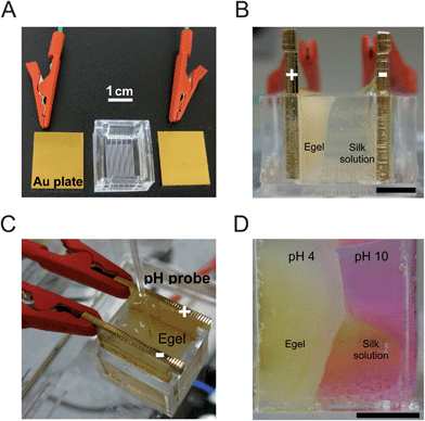 Experimental setup for the electrogelation process. (A) Two gold-coated acrylic plates (connected to a power supply) serve as the (+) and (−) electrodes. The reservoir chamber is used to store the silk solution between the two plates (separated at a distance of 1 cm). (B) Side-view of electrogelation showing the E-gel (appearing as a white gel) growing from the (+) towards the (−) plate. Black scale bar is 0.5 cm. (C) A pH probe used to measure pH is placed into the E-gel. (D) pH-sensitive dye (phenol red) added to the silk solution turns yellow in acidic (pH < 6) and pink in basic environments (pH > 8). The silk solution is 7 wt% reconstituted silkworm silk protein and 93 wt% water. Black scale bar is 0.5 cm.