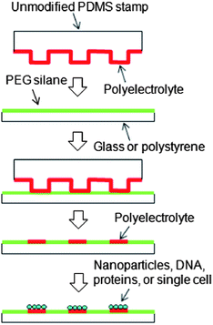 Microcontact printing of polyelectrolytes on PEG using an unmodified PDMS  stamp for micropatterning nanoparticles , DNA, proteins and cells - Soft  Matter (RSC Publishing) DOI:10.1039/C2SM25835H