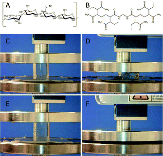 Molecular structure of low-acyl gellan gum (A) and cross-linked poly(acrylamide) (B). (C–F) Typical photographs of the single network gellan gum (C and D) and interpenetrating gellan gum/poly(acrylamide) (E and F) hydrogels prior to compression and after compression to failure.