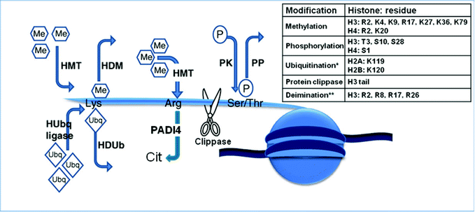 The histone code – the key to the genome. Actions of histone-modifying enzymes. HDM, histone demethylases; HMT, histone methyltransferases; HUbq ligase, histone ubiquitin ligases; HDUB, histone deubiquitinases; PADI4, peptidyl arginine deiminase 4; PK, protein kinase; PP, protein phosphatase; Me, methyl groups; P, phosphate groups. Inserted table shows the residues known to be modified on the various histones. *Ubiquitination refers to the signalling processes mediated through mono-ubiquitination rather than polyubiquitin-mediated proteasomal degradation. **Deimination refers to the process that converts histone arginine to citrulline and antagonizes arginine methylation. Adapted with permission from Best and Carey.34