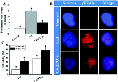 (A) Determination of reactive oxygen species (ROS) in human breast cancer cell line MCF7, treated with CuI or Cu3(PO4)2 NPs for 5 h at their respective LD50 doses; Each value represent mean ± SE of three independent experiments. * indicates p < 0.05 between control and treatment group. (B) CuI NPs and Cu3(PO4)2 NPs induce γH2AX foci in MCF7 cell. DNA counter stained with DAPI were shown in blue and γH2AX foci appeared in red. (C) Bar graph represent the MTT assay of MCF7 cells treated with CuI or Cu3(PO4)2 NPs in presence–absence of NAC for 24 h (*p < 0.05; n = 3).