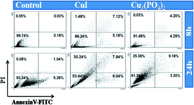 Apoptosis study by AnnexinV-FITC/PI method for human breast cancer cell line MCF7. Upper and below row represent untreated; CuI treated and Cu3(PO4)2 treated MCF7 at LD50 values for 8 h and 24 h respectively. The lower left quadrants of each panels show the viable cells, which exclude PI and are negative for FITC-AnnexinV binding. The upper right quadrants contain the non-viable dead, positive for FITC-AnnexinV binding and for PI uptake. The lower right quadrants represent the apoptotic cells, FITC-AnnexinV positive and PI negative demonstrating cytoplasmic membrane integrity.