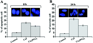 Bar graph represents the percentage of apoptotic (A) and necrotic (B) cells determine by DAPI staining. Value represents the mean ± SE. Figure in the inset represents the characteristic pattern of apoptotic and necrotic cells after DAPI staining.