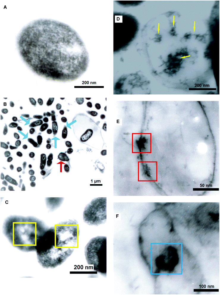 Transmission electron micrograph (A): showing the typical appearance of B. licheniformis before NP treatment; (B): interacted cells showing disrupted morphology under light conditions; (C): appearance of small vacuole like structures in light treated samples; (D): internalization of NPs under light conditions; (E): accumulation of NPs on the outer and inner side of plasma membrane in dark treated samples; (F): dividing cell with NP accumulated near nuclear material. [Notations used: Blue arrow indicates membrane damage; red arrow indicates cell distortion; yellow arrow marks internalization of NPs into cytoplasm; red box demarcates localization of NPs onto cell membrane; blue box demarcates localization of NPs in nucleus; Yellow box demarcates vacuole formation].