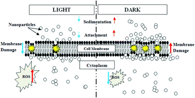 Schematic illustration of proposed TiO2 NP induced toxicity mechanisms under light and dark conditions.