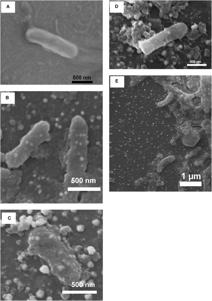 Scanning electron micrograph of (A): untreated bacteria (control) showing intact cell; (B): NP attachment on bacterial cell surface; (C): Flocculation of NPs with the cell; (D): Roughening of cell surface and signs of membrane damage; (E): Bending of cells upon NP treatment.