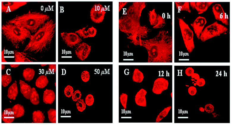 Dose- and time-dependent disruption of the microtubule network in the AcQ- treated A549 cells. Cultured A549 cells were incubated in the presence of 0 μM (A), 10 μM (B), 30 μM (C) and 50 μM (D) AcQ for 24 h, and microtubule images were taken under a Zeiss confocal microscope LSM 510 meta by using mouse monoclonal anti-α-tubulin antibody and the corresponding rhodamine conjugated (red) secondary antibody. The results represent the best of data collected from three experiments with similar results (n = 3). For the time-dependent study, cultured A549 cells were incubated in the presence of 30 μM AcQ for different time intervals. Cells were fixed and microtubule images were taken under a Zeiss confocal microscope LSM 510 meta by using mouse monoclonal anti-α-tubulin antibody and the corresponding rhodamine conjugated (red) secondary antibody, after 0 h (E), 6 h (F), 12 h (G) and 24 h (H) of incubation. The results represent the best of data collected from three experiments with similar results (n = 3).