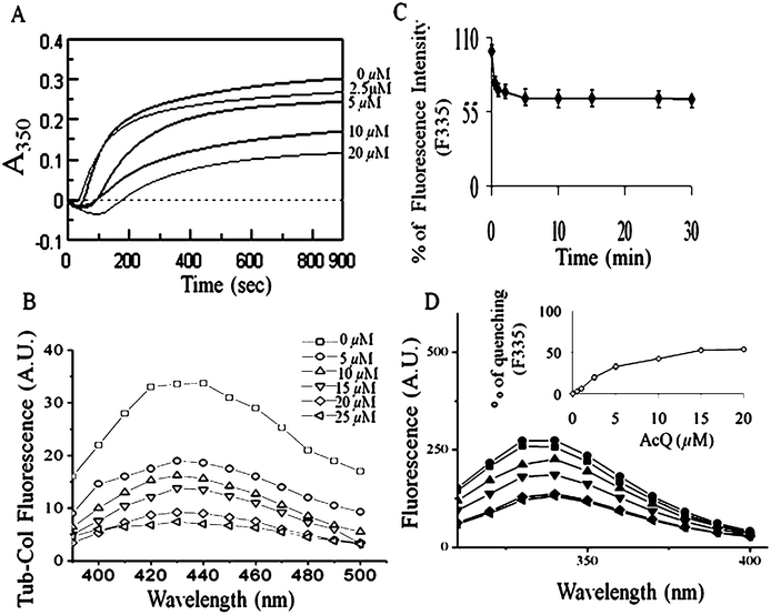 Loss of the functional and structural properties of tubulin in the presence of AcQ. (A) Inhibition of microtubule assembly by AcQ in a dose-dependent manner as monitored by light scattering at 350 nm. Tubulin (15 μM) was polymerized separately in the presence of AcQ (0–20 μM), and polymerization of tubulin was monitored spectrophotometrically at 37 °C. Data represent the best of three independent experiments with similar results (n = 3). (B) Inhibition of colchicine binding activity of tubulin in the presence of 0 μM (), 5 μM (), 10 μM (), 15 μM (), 20 μM (), and 25 μM () AcQ by fluorescence spectroscopy. Details of the assay are described in the Methods section. Data represent the best of three independent experiments with similar results (n = 3). (C) Time-dependent quenching of the tryptophan fluorescence of tubulin treated with AcQ. Tubulin (2 μM) was incubated with 10 μM AcQ for 30 min, and fluorescence was measured after 1 min, 10 min, 20 min, and 30 min intervals, until the reaction became saturated. Data are represented as mean ± SEM (P < 0.05 vs. control, n = 3). (D) Dose-dependent quenching of the tryptophan fluorescence of tubulin (1 μM) in the presence of AcQ (0–20 μM) after incubation at room temperature for 30 min. (Inset) A plot of tubulin tryptophan fluorescence at 335 nm vs. AcQ concentration. All data are represented as mean ± SEM (P < 0.05 vs. control, n = 3).