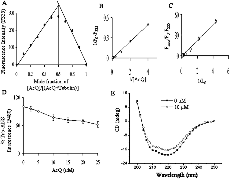 Binding of AcQ to tubulin. (A) Job plot of AcQ binding to tubulin for determination of stoichiometry. The concentrations of tubulin and AcQ were varied continuously, keeping the total concentration of constant at 5 μM. The corrected fluorescence intensities at 335 nm were plotted against the mole fractions of AcQ. Data represent the best of three independent experiments with similar results. (B) Double reciprocal plot of AcQ binding to tubulin. Fmax has been determined from the plot of 1/(F0 − F) and 1/[AcQ]. (C) The linear plot of binding of AcQ to tubulin. Data are representative of three identical experiments. (D) A plot of tubulin–ANS fluorescence at 480 nm vs. AcQ concentration. (E) CD spectra of tubulin (1 μM) incubated in the presence of different concentrations of AcQ (0–10 μM). The results represent the best of data collected from three experiments with similar results (n = 3). Details of all the above experiments are described in the Experimental section.