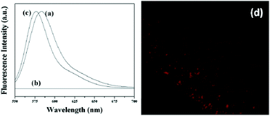 Emission spectra of (a) Rh-610 conjugated AMNPs, (b) the supernatant solution of Rh-610 conjugated AMNPs and (c) Magnetite nanoparticles dispersed in free Rh-610 and (d) typical CLSM image of the Rh-610 conjugated AMNPs.