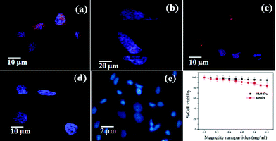 CLSM images after (a) 30, (b) 60 (c) 180 and (d) 360 min for the localization of R-610 tagged AMNPs treated on MCF 7 cell line (e) control. (f) Cell viability assay of the prepared samples on MCF 7 cells.