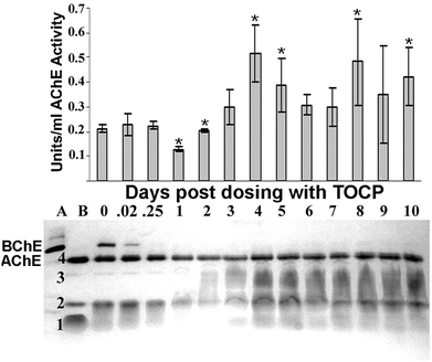 Visualization of AChE activity as a function of days post dosing with 1500 mg kg−1 TOCP. The top panel shows plasma AChE activity on days 0–10 post dosing. The bottom panel shows the molecular forms of AChE in the same plasma samples, as visualized on a non-denaturing gradient polyacrylamide gel stained for AChE activity. Plasma was loaded at 7.5 μl per lane. Lane (A) plasma from AChE knockout mouse (AChE−/−) demonstrating the location of a heavy BChE tetramer band. Lane (B) plasma from BChE knockout mouse (BChE−/−) demonstrating the location of the AChE bands. The band in row 4 is tetrameric AChE. The broad, fuzzy band in row 3 is an induced form of AChE. The band in row 2 could be dimeric AChE and that in row 1 could be monomeric AChE. The band for tetrameric BChE is present at time 0, but absent at 0.25 to 10 days post dosing, consistent with >90% inhibition of plasma BChE activity. Mouse genotype was ES1−/−BChE+/−. BChE activity is visible despite pretreatment of the gels with the BChE specific inhibitor iso-OMPA. This is consistent with a slow reversal of inhibition. The symbol * indicates statistically significant differences in plasma AChE and BChE activities pre- and post-dosing for dependent samples (p < 0.05). Error bars are ±standard deviation.