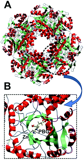 Crystal structures of active octameric (A) conformation of human δ-ALA-D (PDB entry: 1E51). According to the crystal structure, each δ-ALA-D monomer (B) presents a catalytic zinc divalent ion (Zn) and the product porphobilinogen (PBG) inside the α/β barrel active center site. The β-strands are colored in green, α-helices in red and loops in gray or purple.