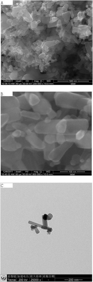 Characterization of ZnO NPs as measured by SEM (A, B) and TEM (C).